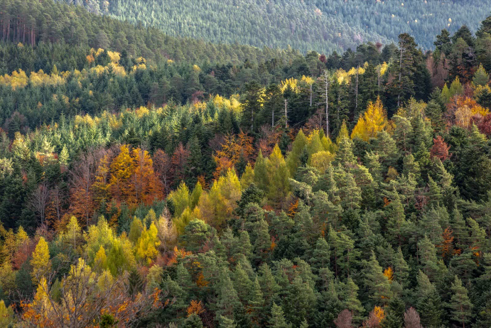Forêt d'automne dans les Vosges, près du lac de Gérardmer